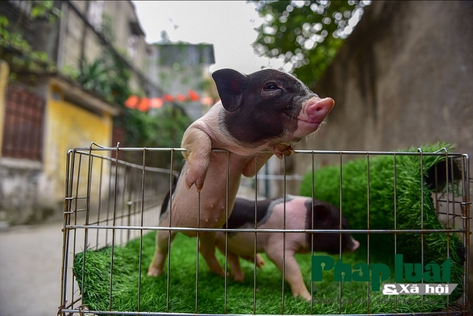 Độc đáo thú nuôi lợn cảnh mini của giới trẻ Hà Nội doc dao thu nuoi lon canh mini cua gioi tre ha noi