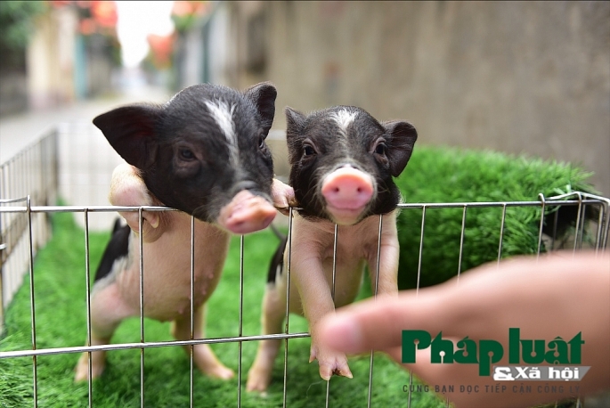 Độc đáo thú nuôi lợn cảnh mini của giới trẻ Hà Nội doc dao thu nuoi lon canh mini cua gioi tre ha noi
