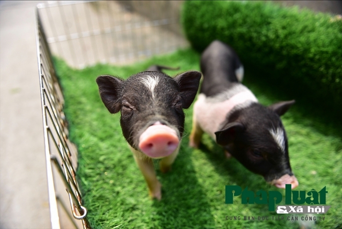 Độc đáo thú nuôi lợn cảnh mini của giới trẻ Hà Nội doc dao thu nuoi lon canh mini cua gioi tre ha noi