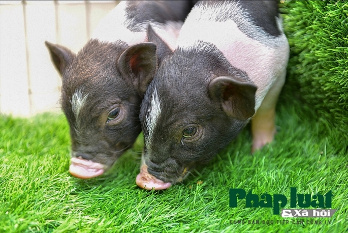 Độc đáo thú nuôi lợn cảnh mini của giới trẻ Hà Nội doc dao thu nuoi lon canh mini cua gioi tre ha noi