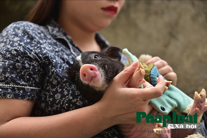 Độc đáo thú nuôi lợn cảnh mini của giới trẻ Hà Nội doc dao thu nuoi lon canh mini cua gioi tre ha noi