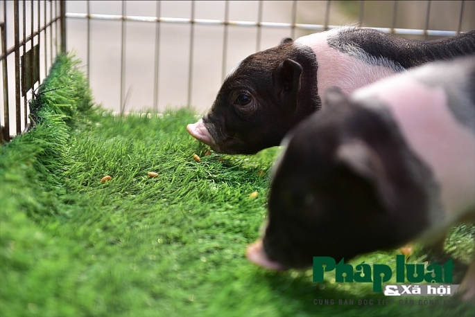 Độc đáo thú nuôi lợn cảnh mini của giới trẻ Hà Nội doc dao thu nuoi lon canh mini cua gioi tre ha noi