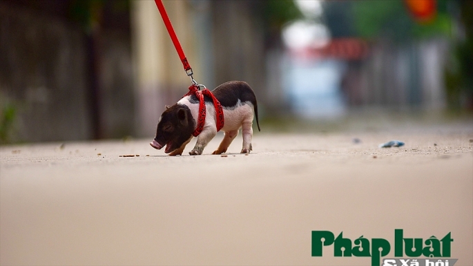 Độc đáo thú nuôi lợn cảnh mini của giới trẻ Hà Nội doc dao thu nuoi lon canh mini cua gioi tre ha noi