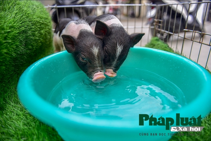Độc đáo thú nuôi lợn cảnh mini của giới trẻ Hà Nội doc dao thu nuoi lon canh mini cua gioi tre ha noi