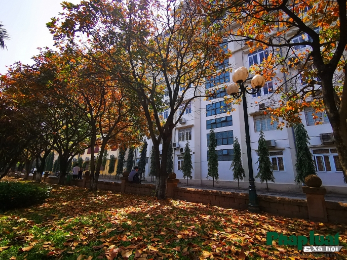 con duong la vang lang man nhu han quoc trong khuon vien dai hoc su pham