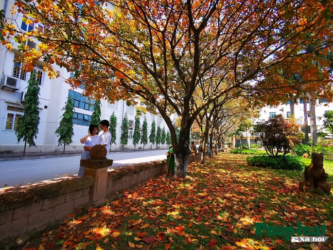 con duong la vang lang man nhu han quoc trong khuon vien dai hoc su pham