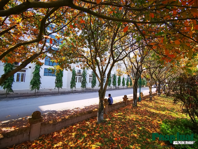 con duong la vang lang man nhu han quoc trong khuon vien dai hoc su pham