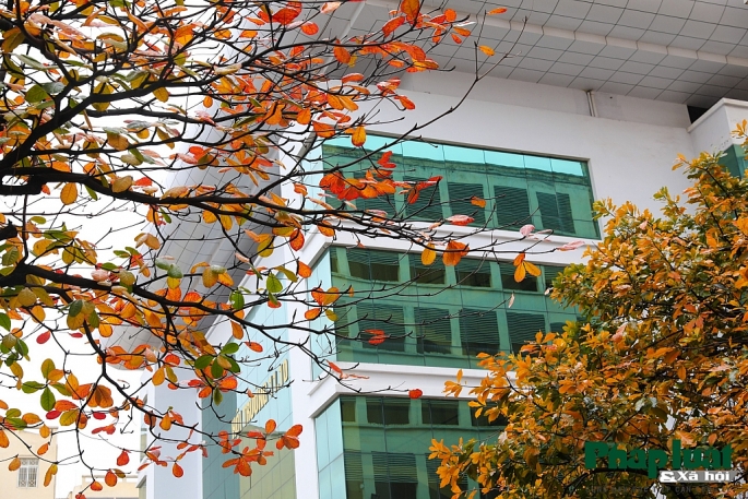 con duong la vang lang man nhu han quoc trong khuon vien dai hoc su pham