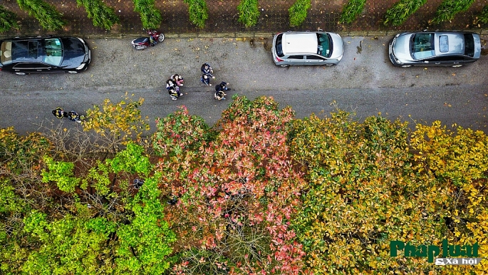 con duong la vang lang man nhu han quoc trong khuon vien dai hoc su pham