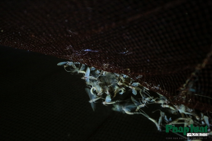 theo chan ngu phu di bat tom bay tren song hong