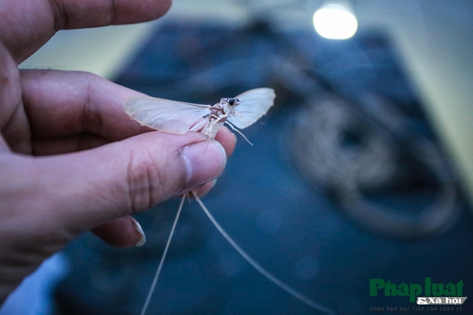 theo chan ngu phu di bat tom bay tren song hong