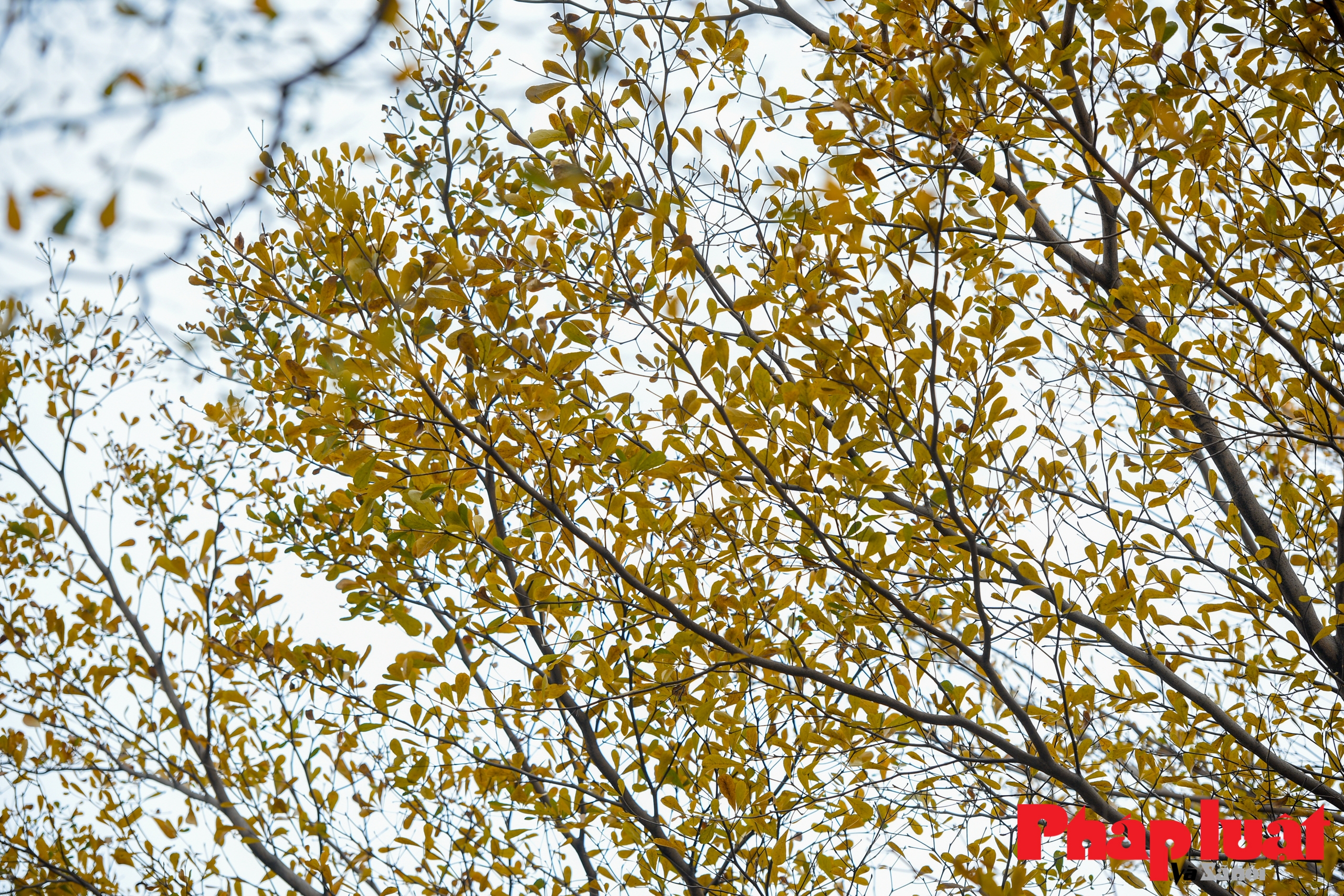 Đường cây bàng lá nhỏ đẹp mơ màng mùa đổ lá