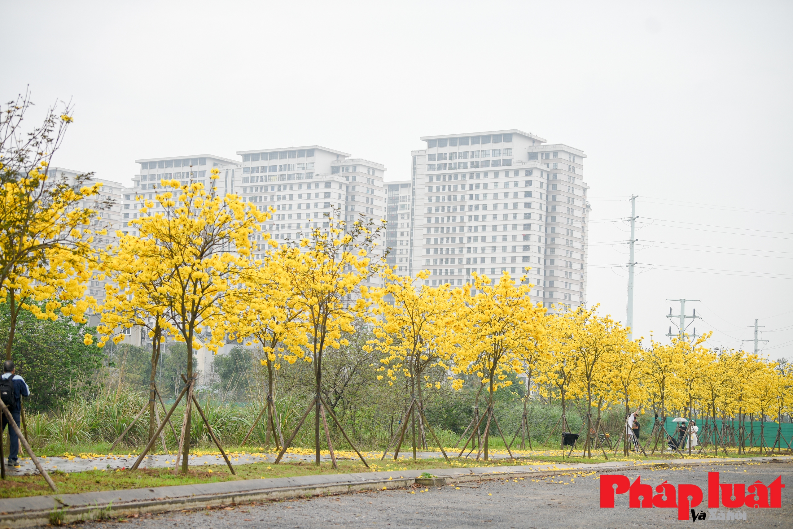 Mê mẩn ngắm đường cây Phong Linh rực vàng cuối xuân