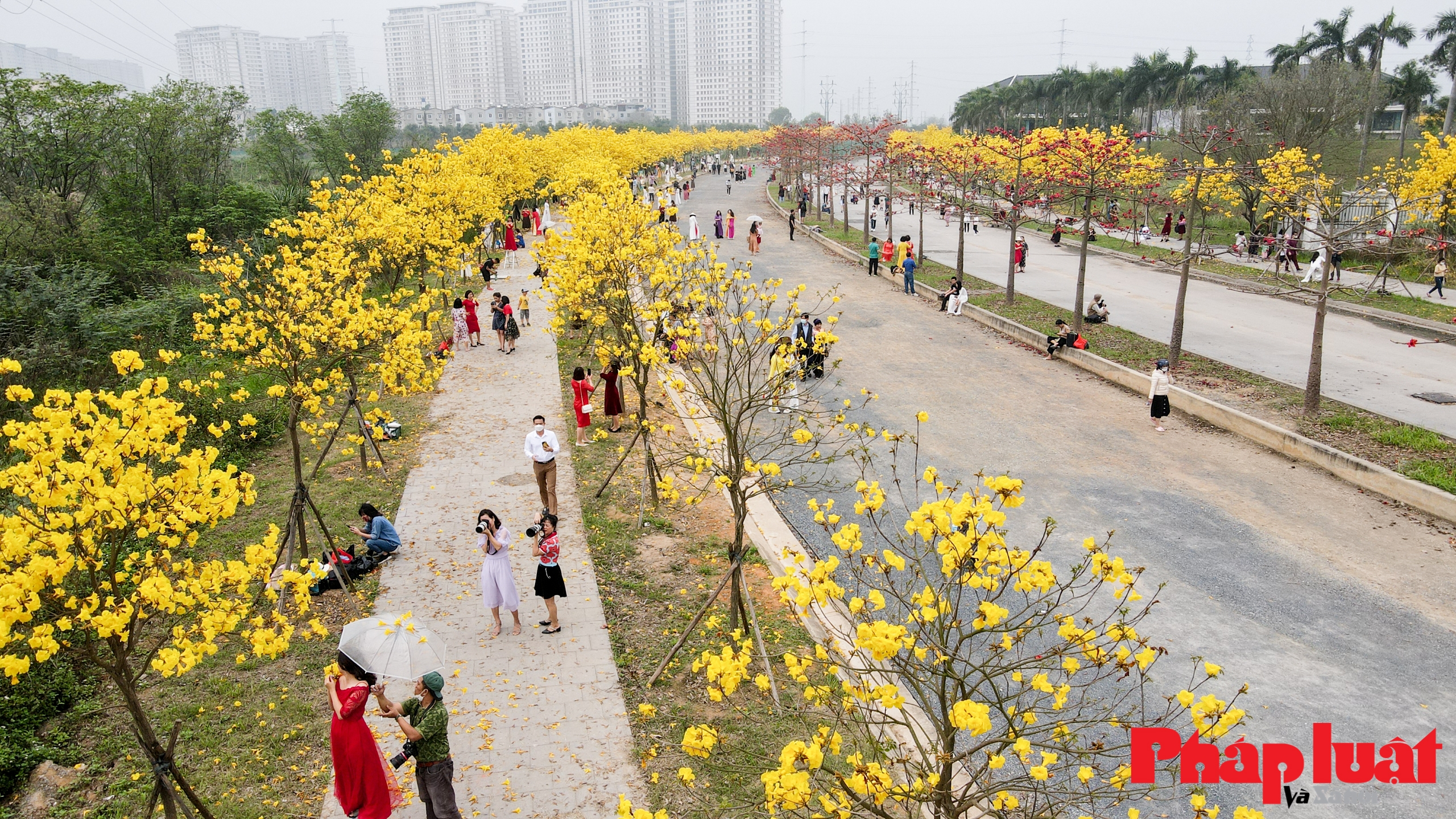 Mê mẩn ngắm đường cây Phong Linh rực vàng cuối xuân