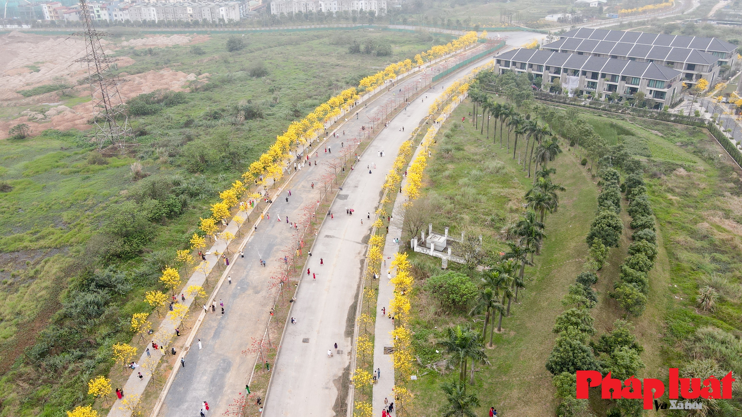 Mê mẩn ngắm đường cây Phong Linh rực vàng cuối xuân