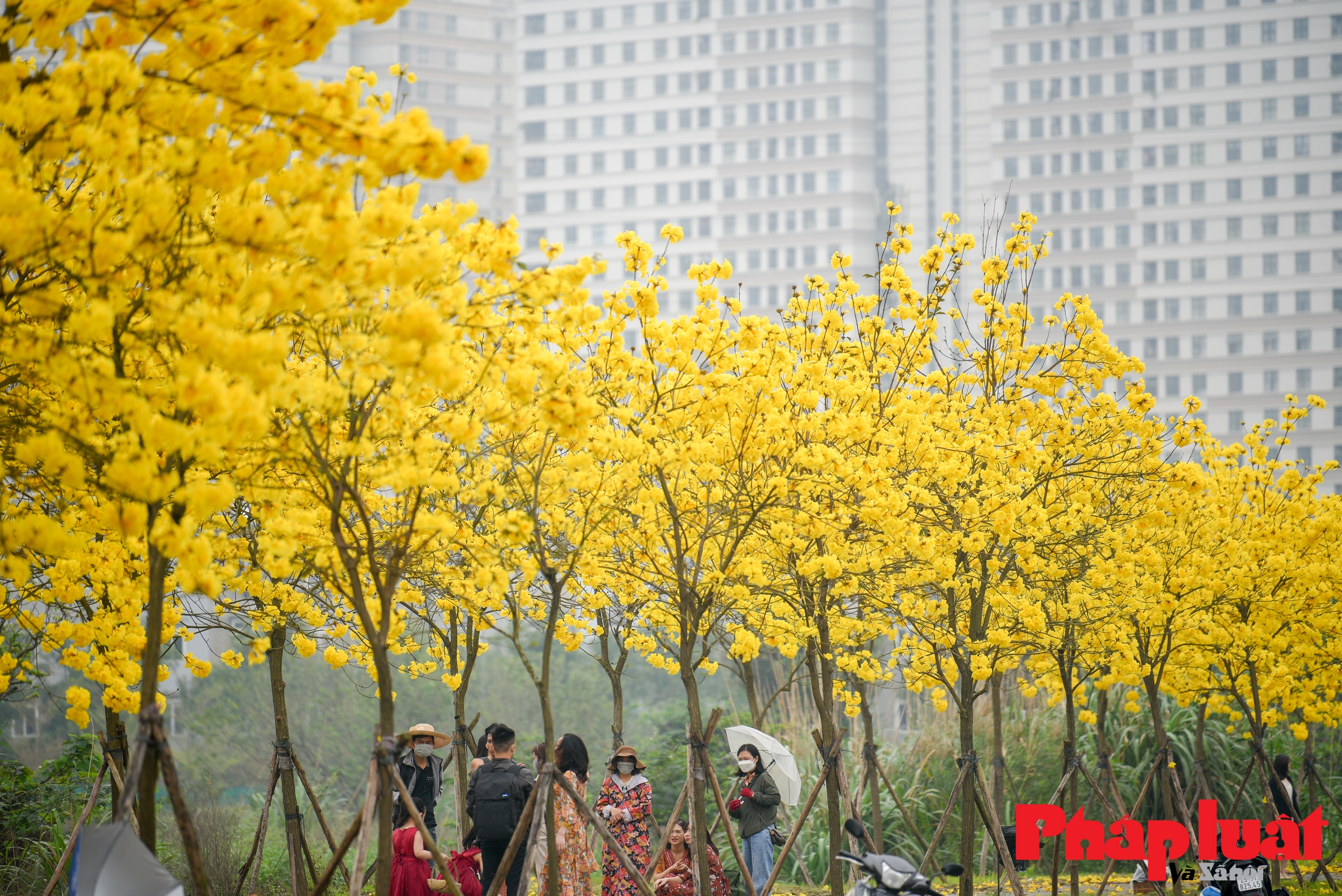 Mê mẩn ngắm đường cây Phong Linh rực vàng cuối xuân