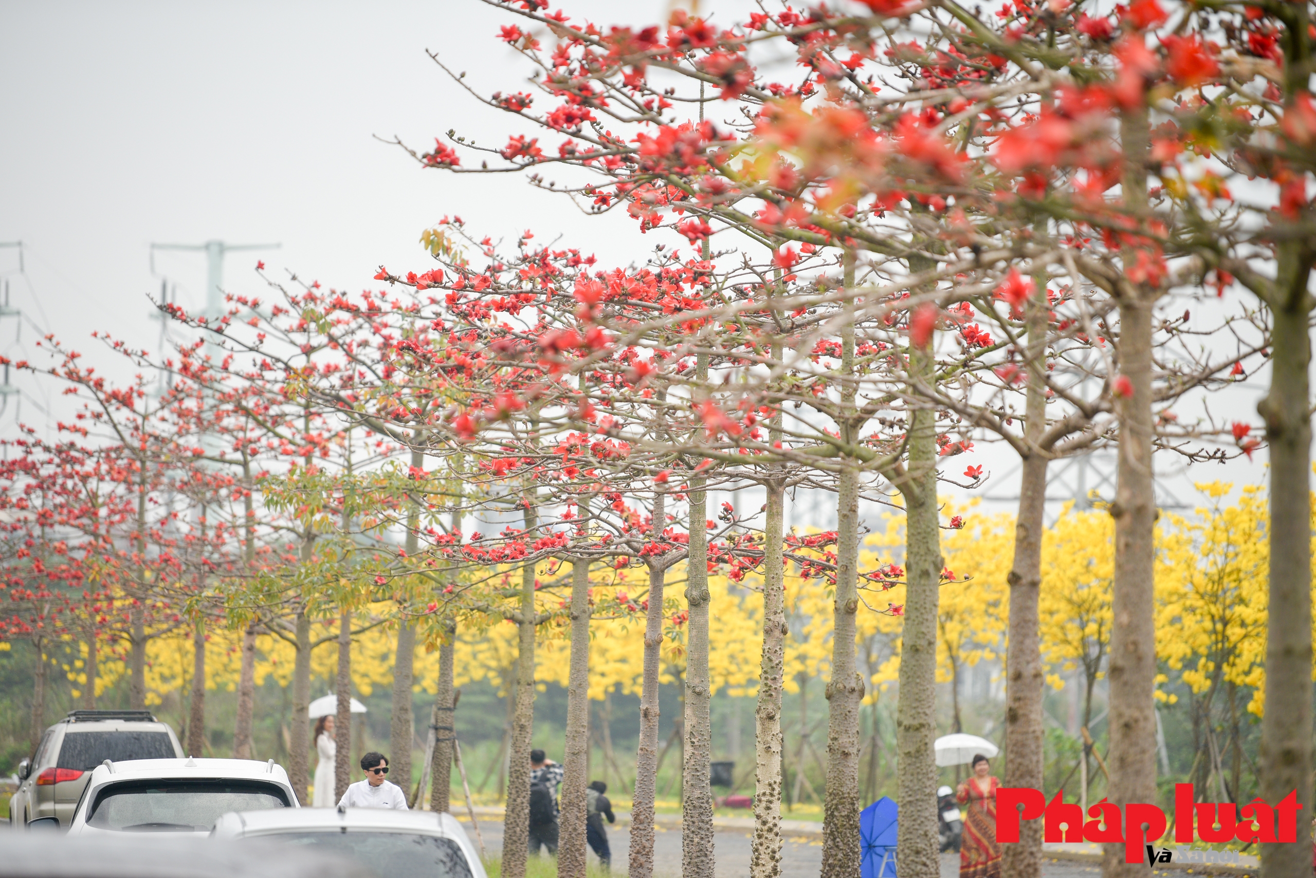 Mê mẩn ngắm đường cây Phong Linh rực vàng cuối xuân