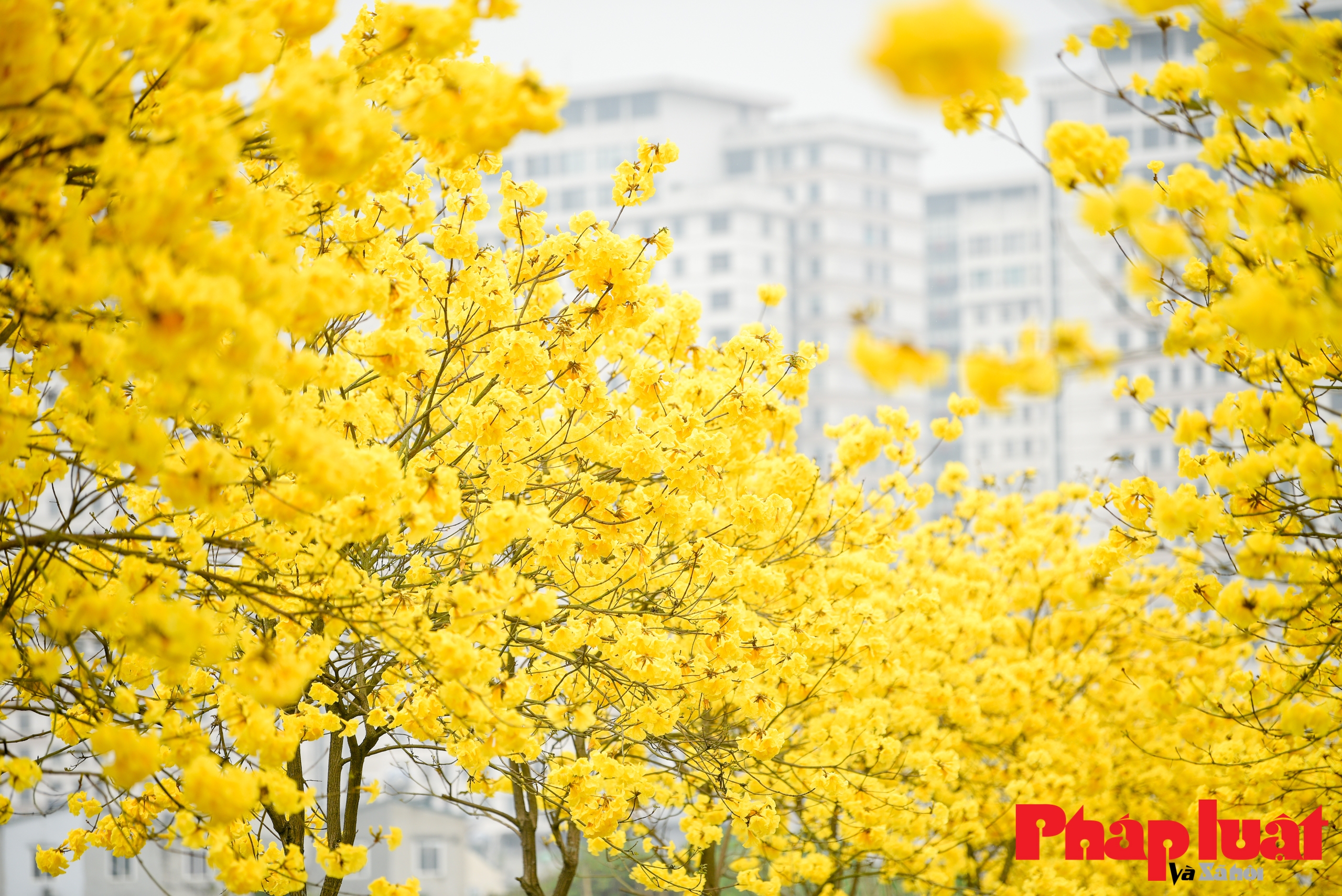 Mê mẩn ngắm đường cây Phong Linh rực vàng cuối xuân