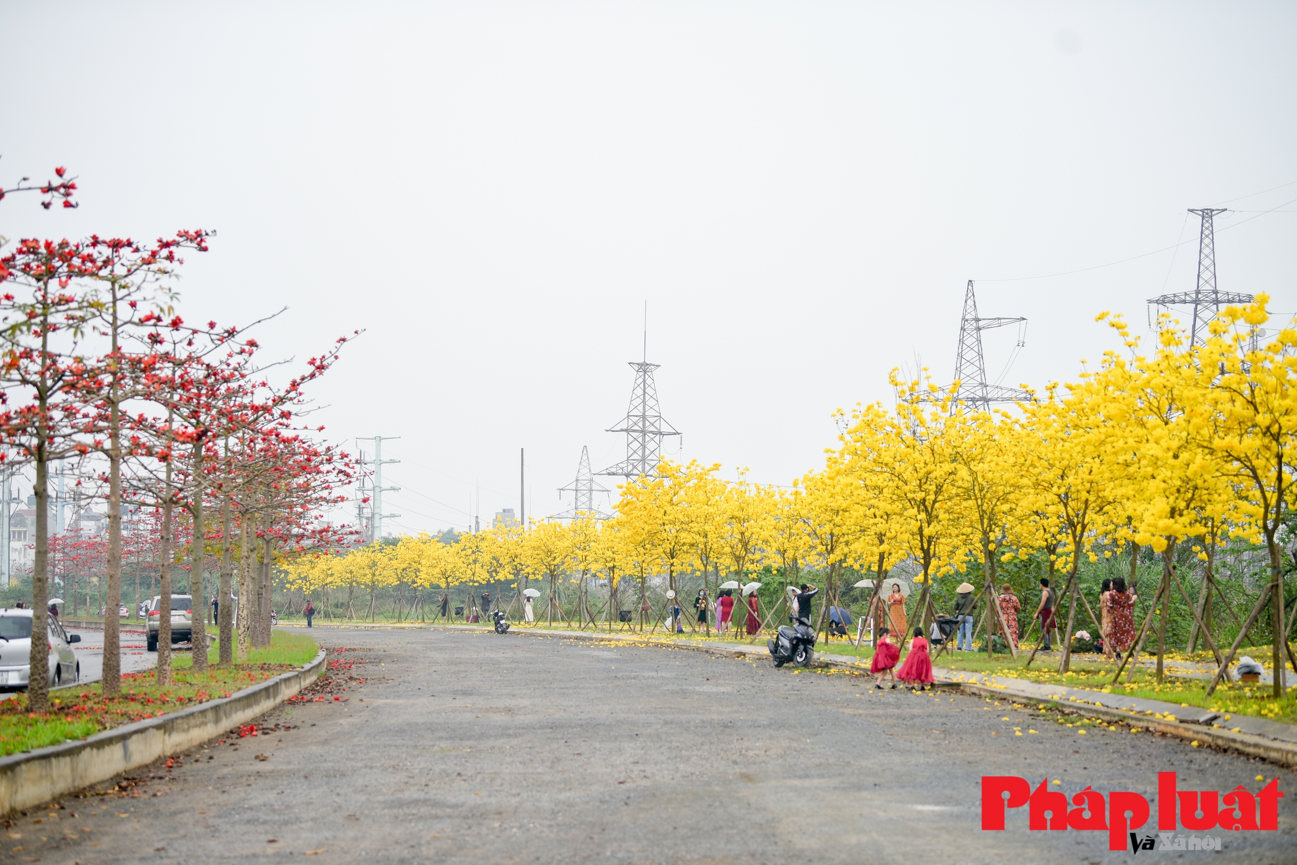 Mê mẩn ngắm đường cây Phong Linh rực vàng cuối xuân