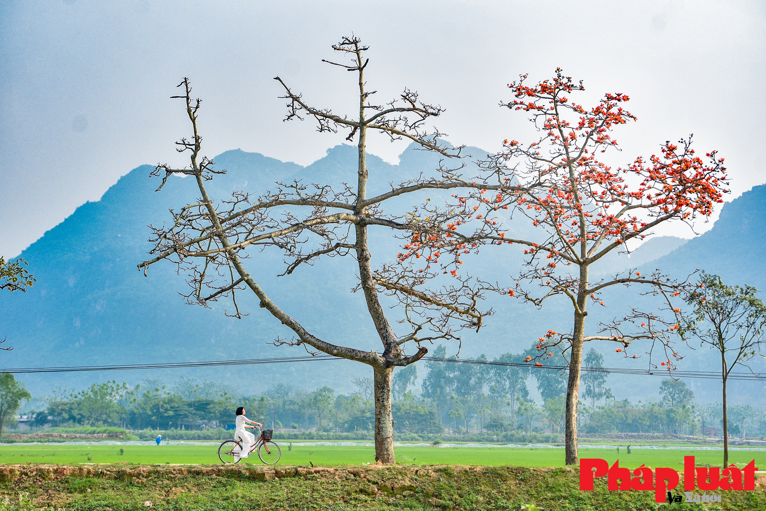 Hàng hoa gạo ngoại thành gìn giữ hồn quê đất Việt