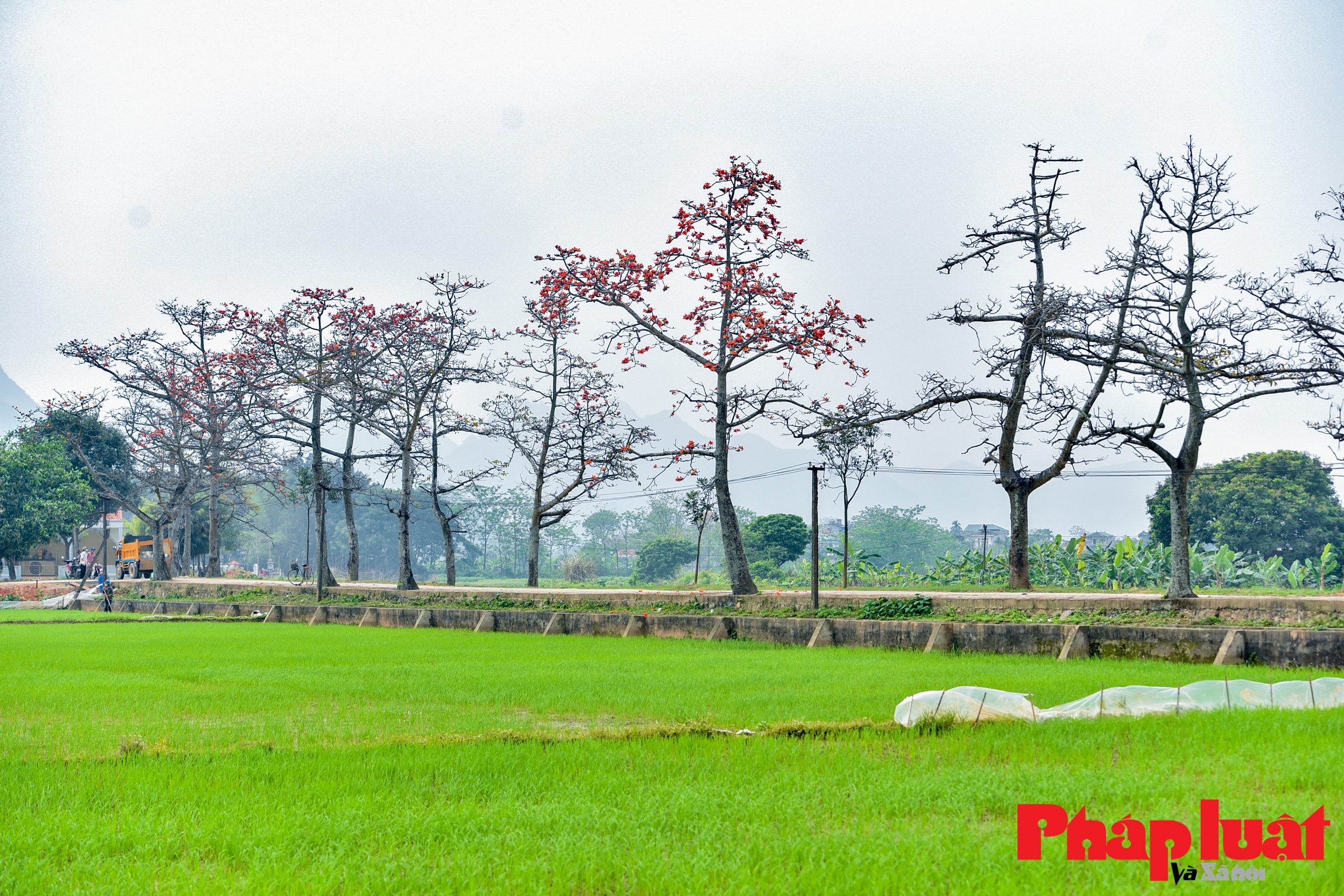 Hàng hoa gạo ngoại thành gìn giữ hồn quê đất Việt