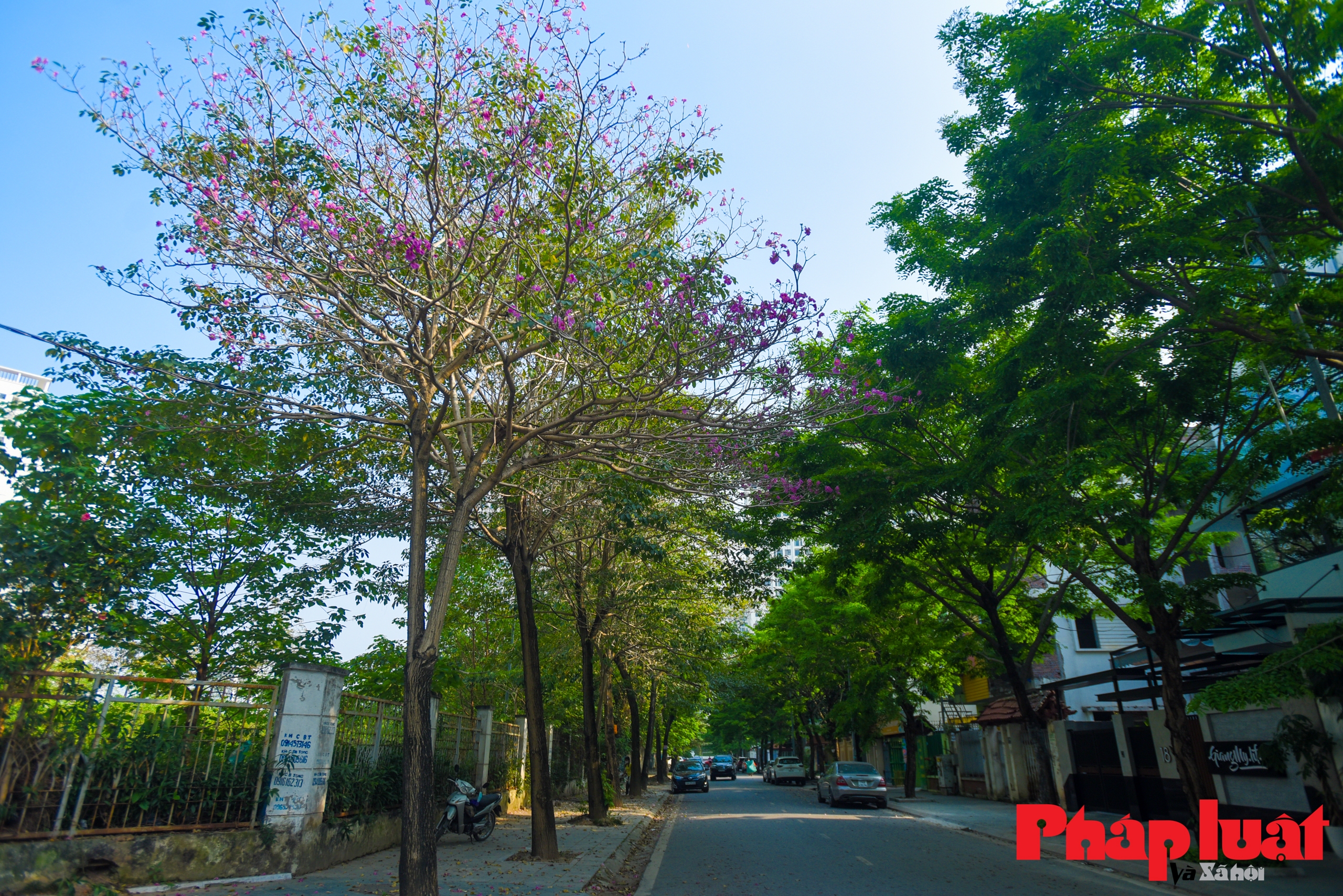 Ngắm hàng cây phong linh hồng độc nhất vô nhị tại Hà Nội