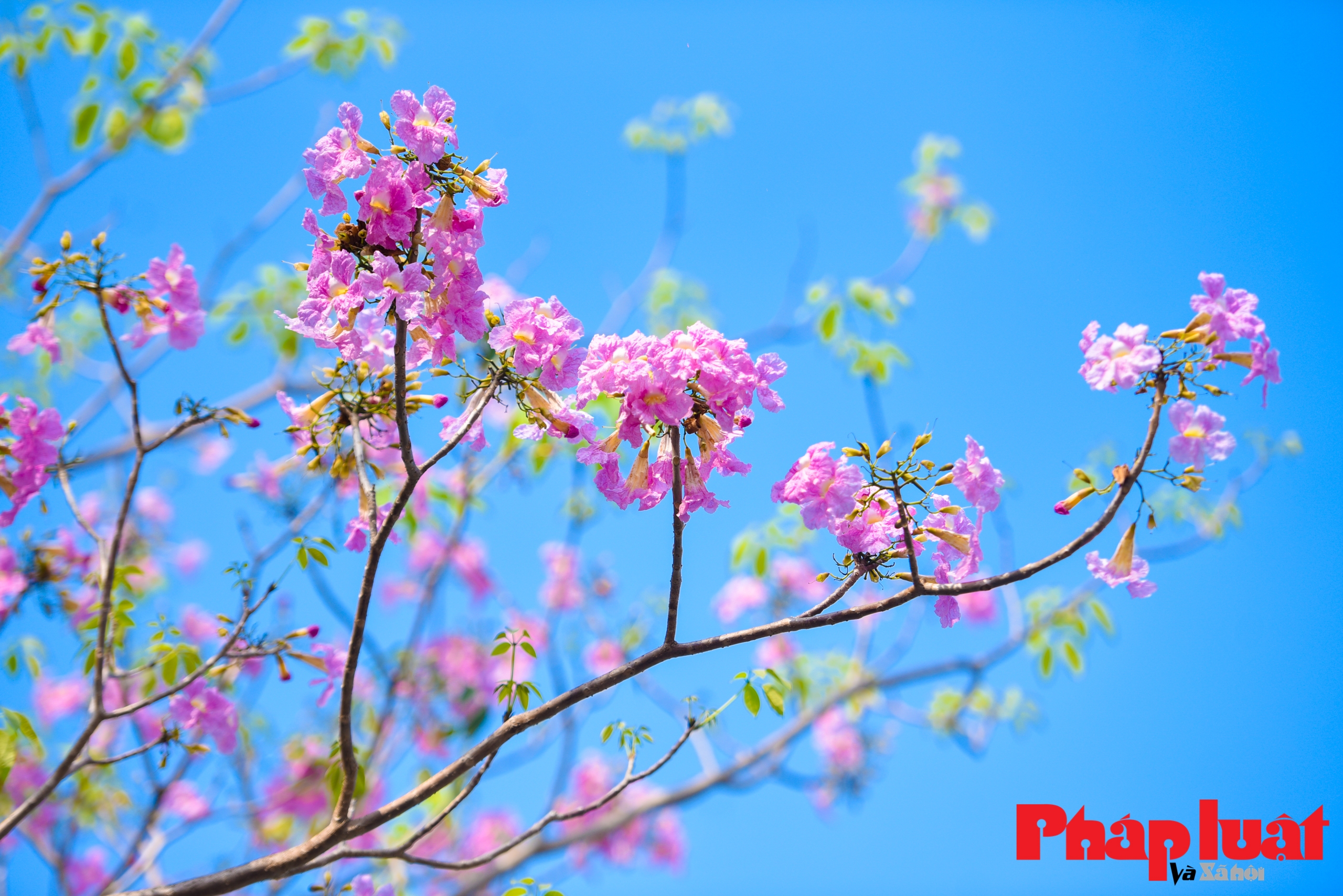 Ngắm hàng cây phong linh hồng độc nhất vô nhị tại Hà Nội
