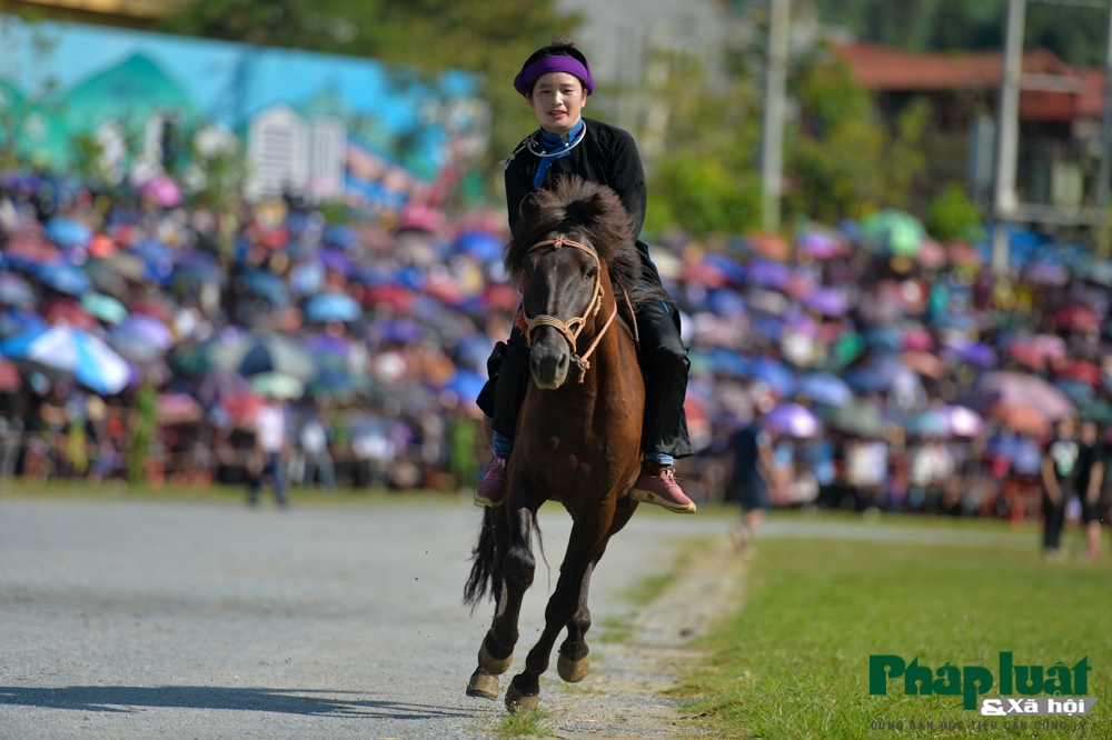 doc dao hoi dua ngua khong yen tai bac ha