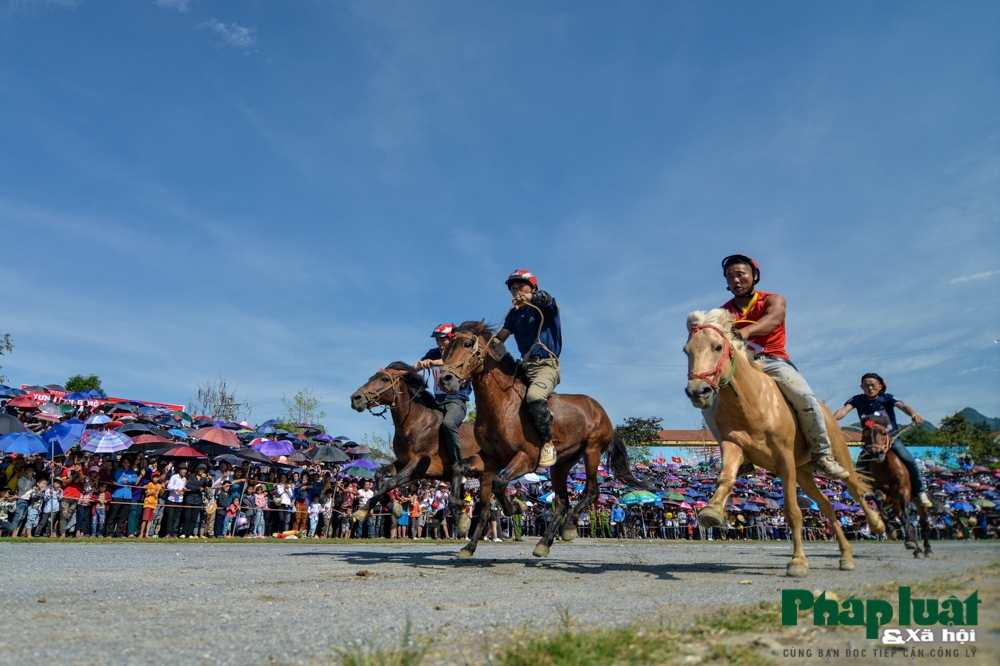 doc dao hoi dua ngua khong yen tai bac ha