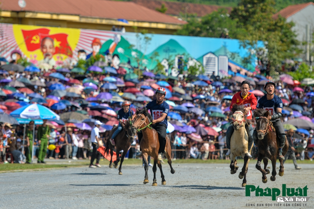 doc dao hoi dua ngua khong yen tai bac ha