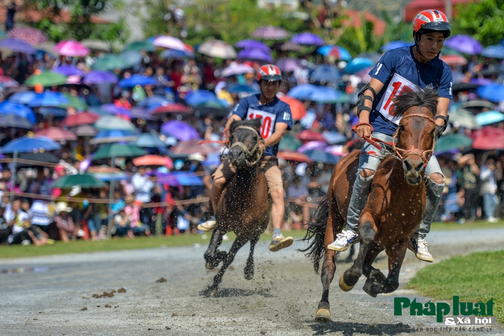 doc dao hoi dua ngua khong yen tai bac ha