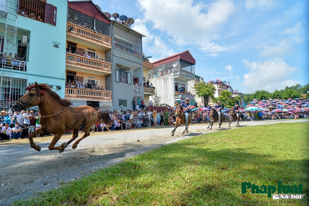 doc dao hoi dua ngua khong yen tai bac ha