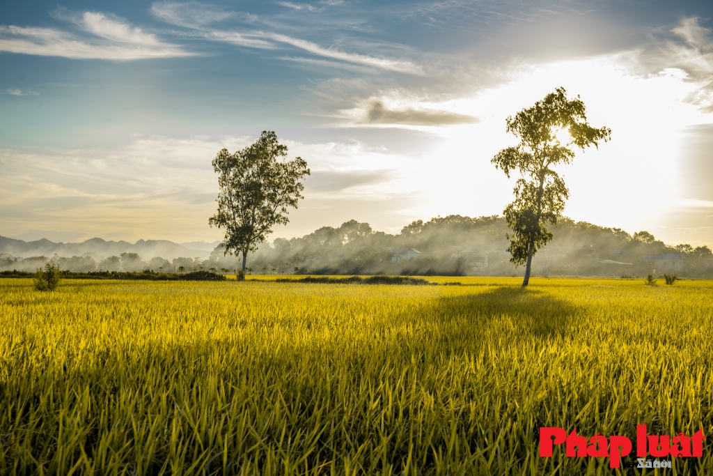 Hình ảnh cánh đồng lúa xanh ngát chân trời  PNG