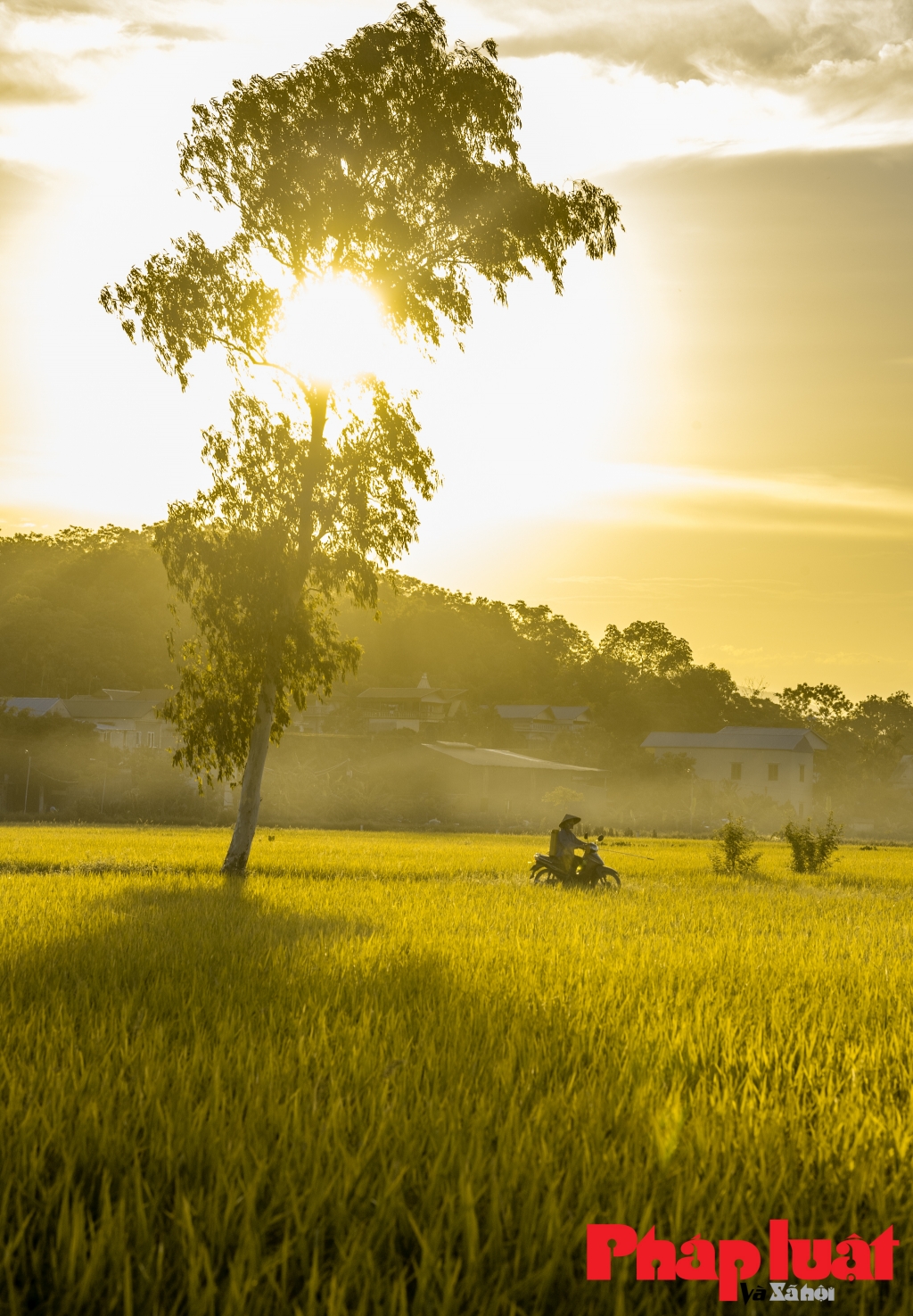 Hình ảnh cánh đồng lúa xanh ngát chân trời - PNG