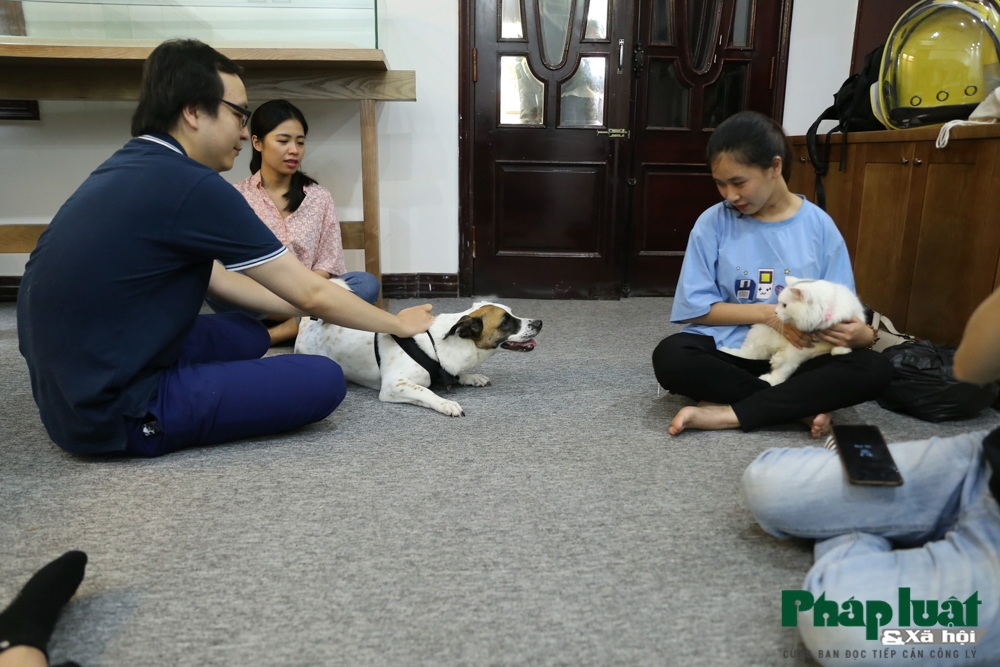 "Căn cước công dân số" dành cho thú cưng đầu tiên tại Việt Nam can cuoc cong dan so danh cho thu cung dau tien tai viet nam