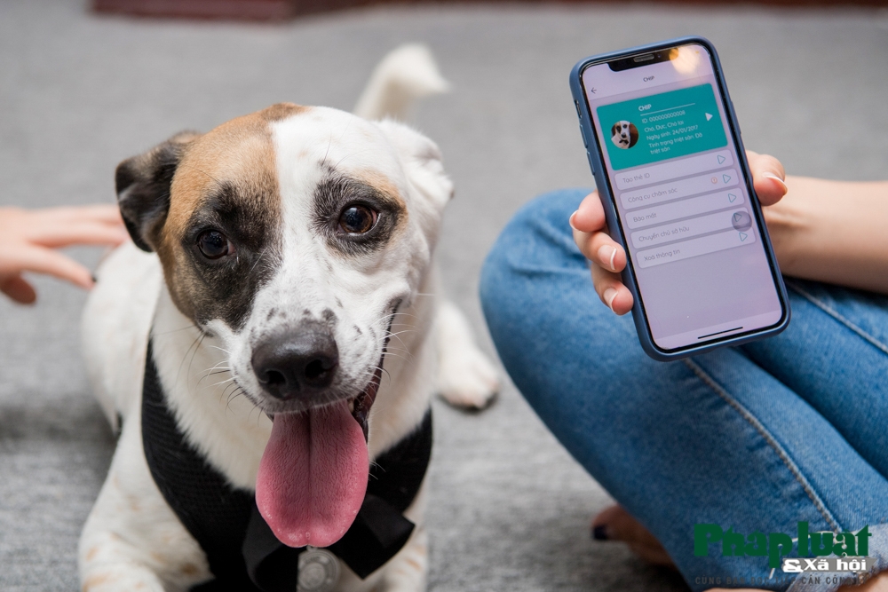 "Căn cước công dân số" dành cho thú cưng đầu tiên tại Việt Nam can cuoc cong dan so danh cho thu cung dau tien tai viet nam