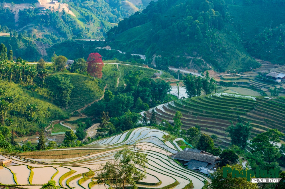 di tim cay bau vat bao mua cua nguoi vung cao bac ha