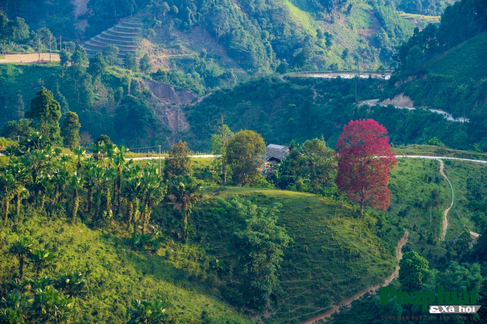 di tim cay bau vat bao mua cua nguoi vung cao bac ha