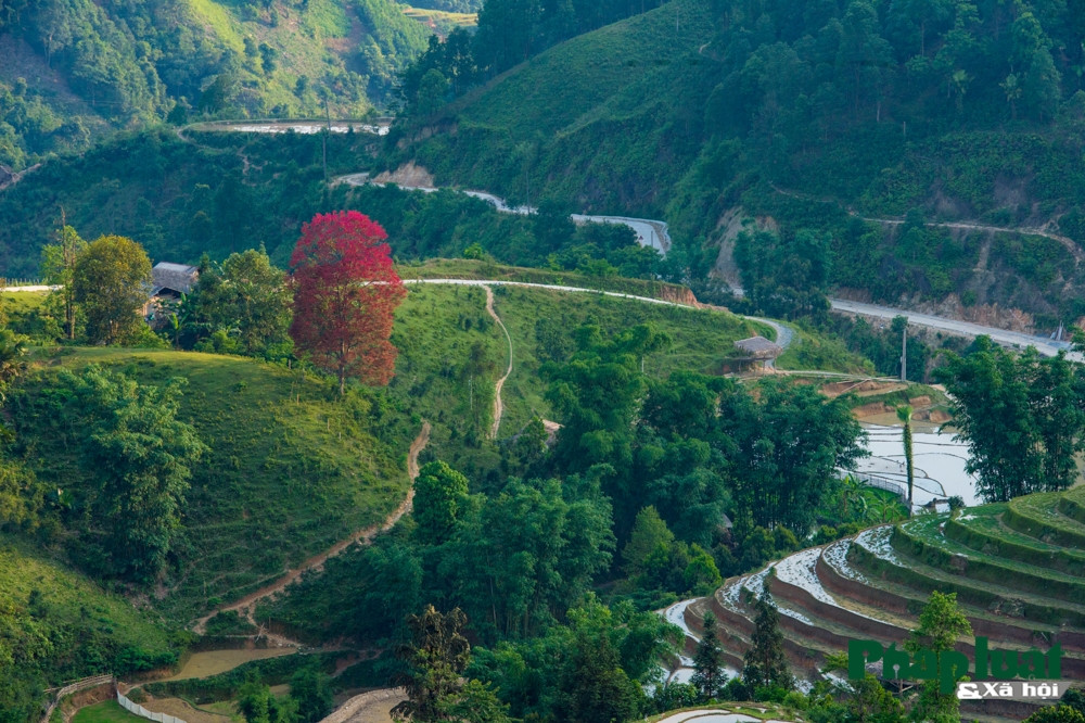 di tim cay bau vat bao mua cua nguoi vung cao bac ha