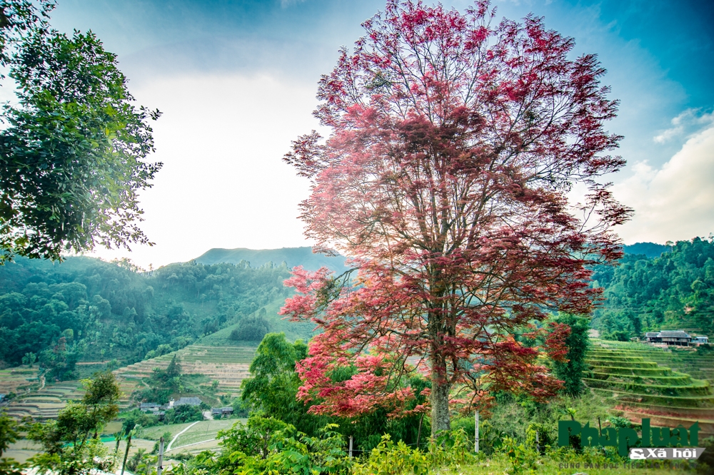 di tim cay bau vat bao mua cua nguoi vung cao bac ha