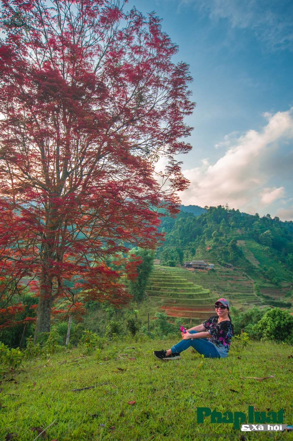 di tim cay bau vat bao mua cua nguoi vung cao bac ha