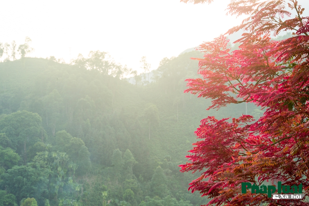 di tim cay bau vat bao mua cua nguoi vung cao bac ha