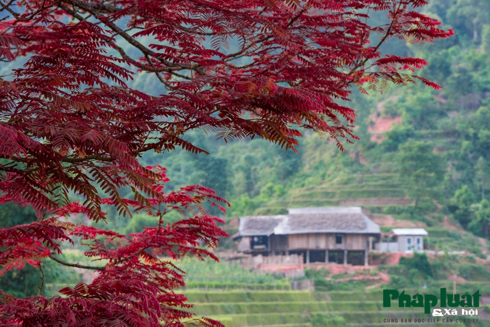 di tim cay bau vat bao mua cua nguoi vung cao bac ha