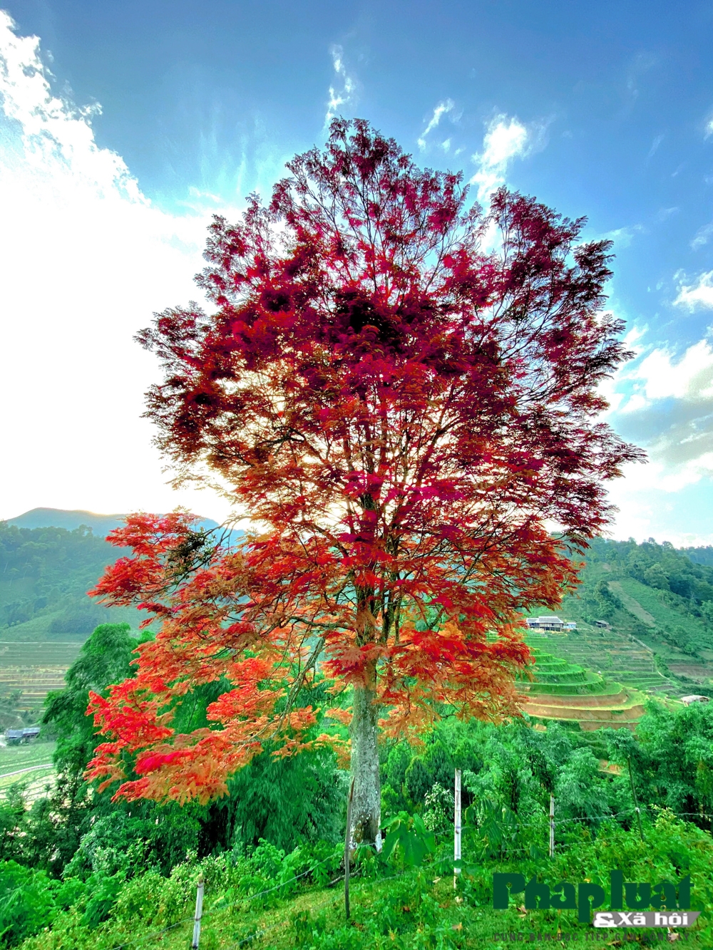 di tim cay bau vat bao mua cua nguoi vung cao bac ha