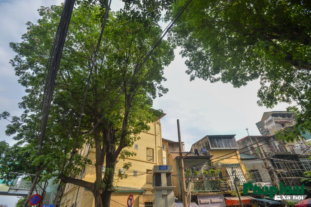 ha noi mua bong gao phu tuyet trang troi