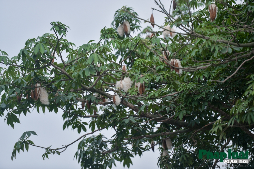 ha noi mua bong gao phu tuyet trang troi