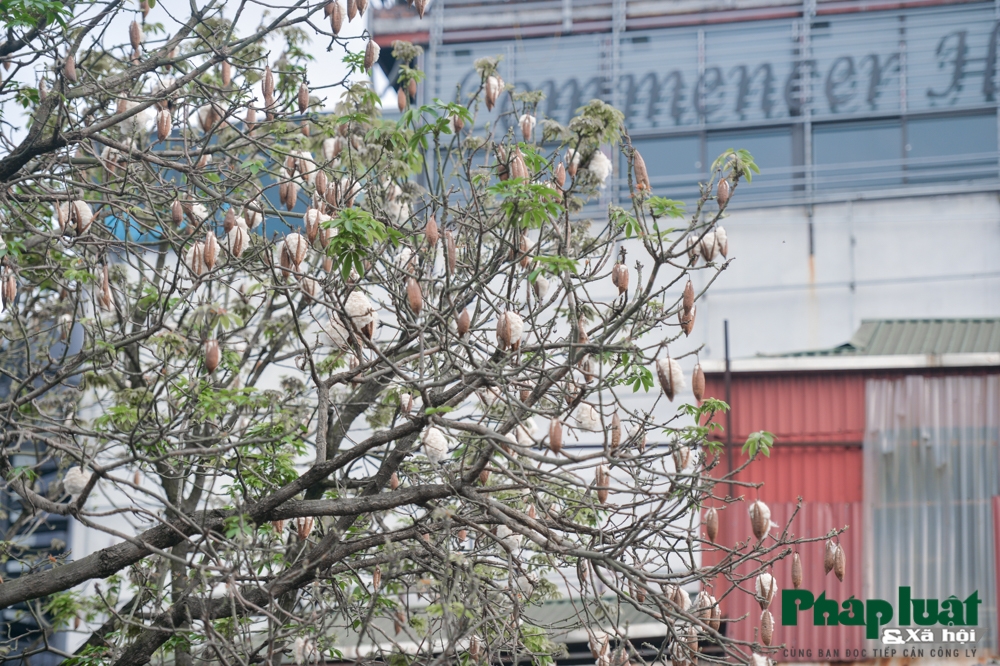 ha noi mua bong gao phu tuyet trang troi