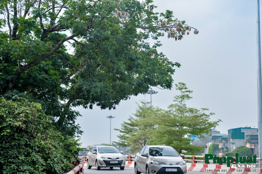 ha noi mua bong gao phu tuyet trang troi
