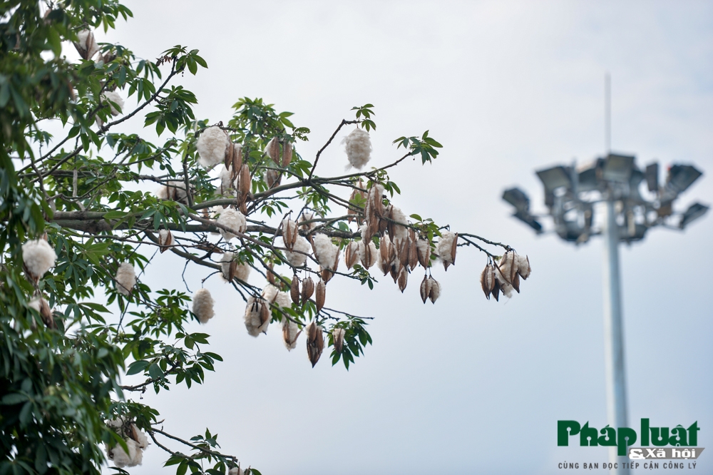 ha noi mua bong gao phu tuyet trang troi