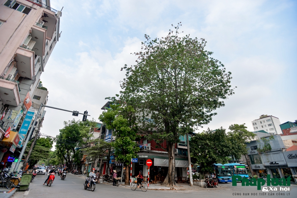 ha noi mua bong gao phu tuyet trang troi